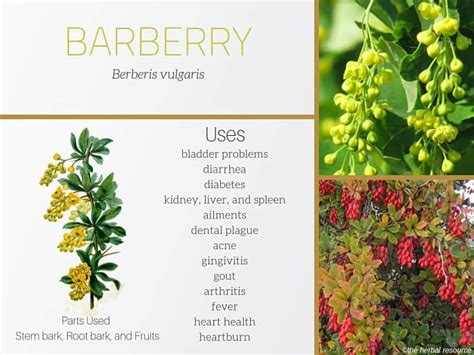 the herbal resource barberry